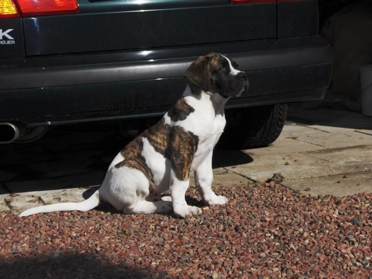 Mastiff Balder R.I.P 2011 - man er vel en stolt hund billede 2