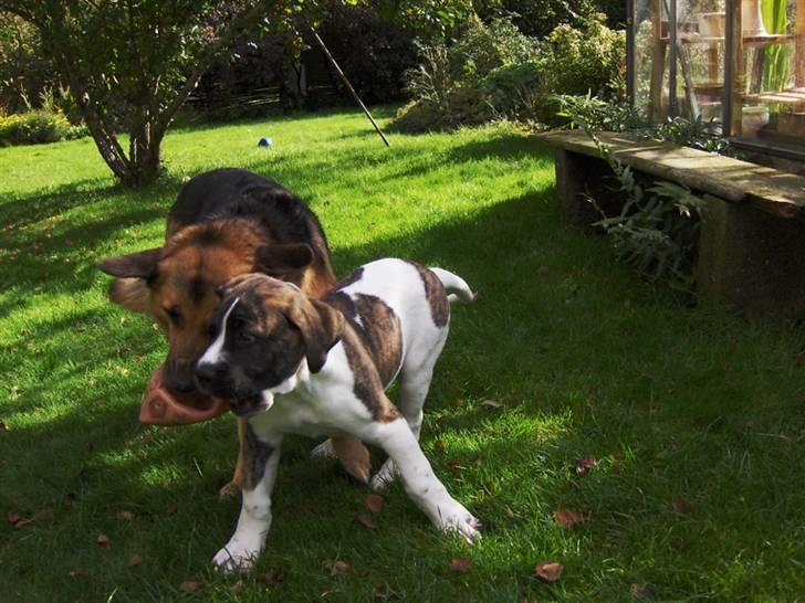 Mastiff Balder R.I.P 2011 - jeg kan skubbe med bagdelen... sååå billede 3