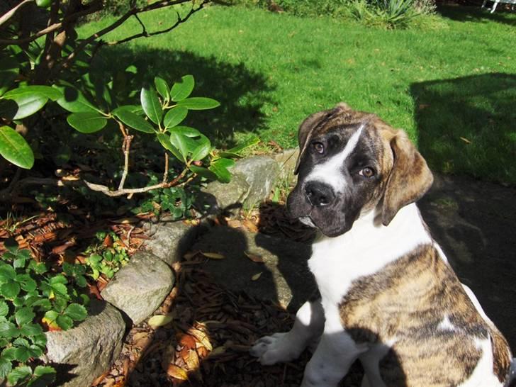 Mastiff Balder R.I.P 2011 - hvaaaa det for noget? kan det spises billede 4