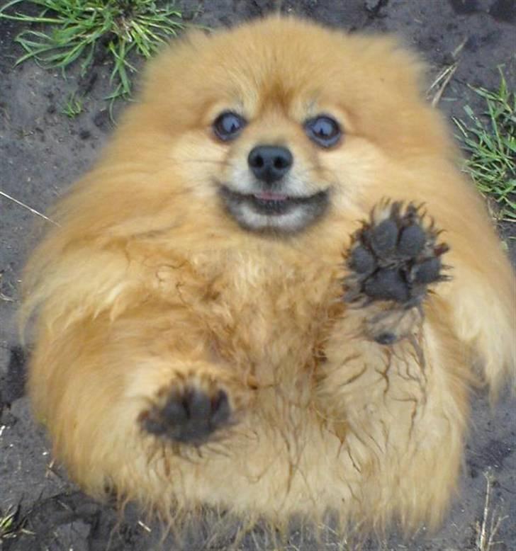 Pomeranian mikkel - velkommen til Mikkels profil billede 1