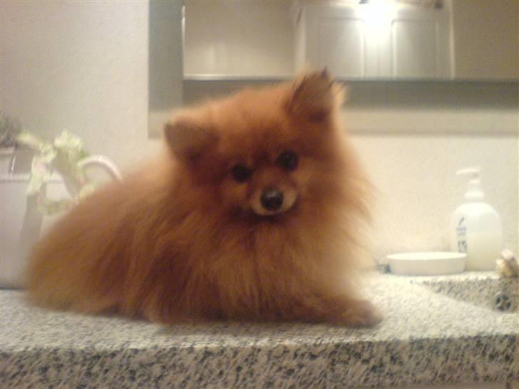 Pomeranian mikkel billede 2