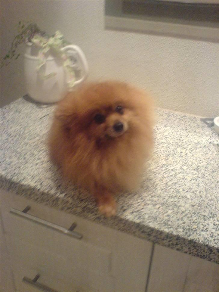 Pomeranian mikkel billede 3