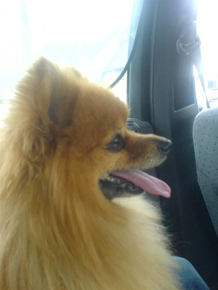 Pomeranian mikkel billede 4
