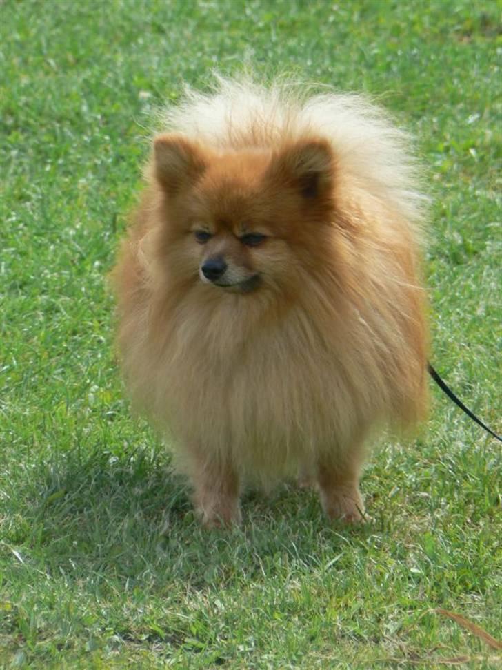 Pomeranian mikkel billede 5