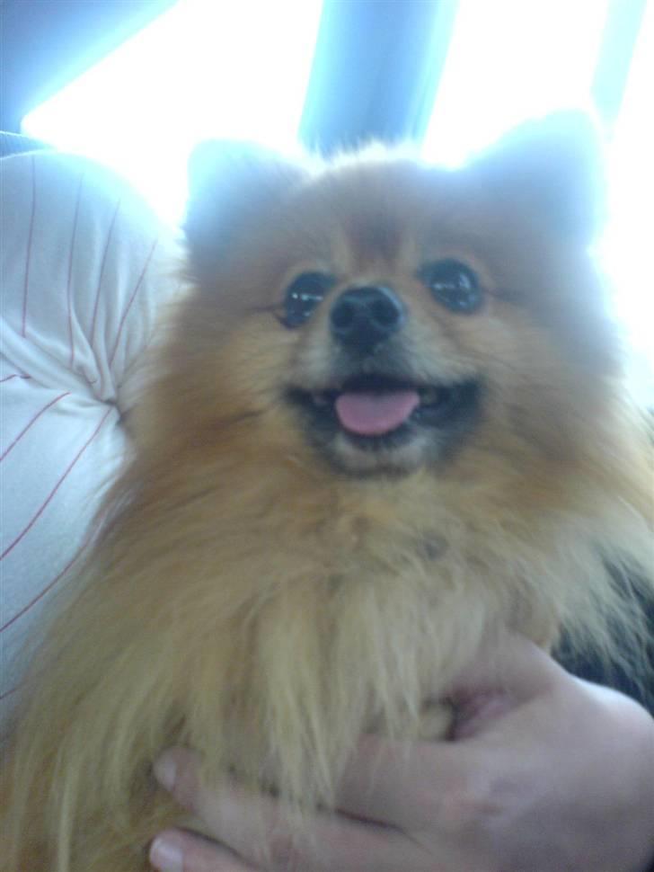 Pomeranian mikkel billede 6