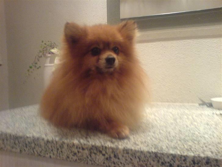 Pomeranian mikkel billede 7