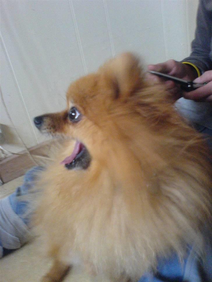 Pomeranian mikkel - what!!! billede 8