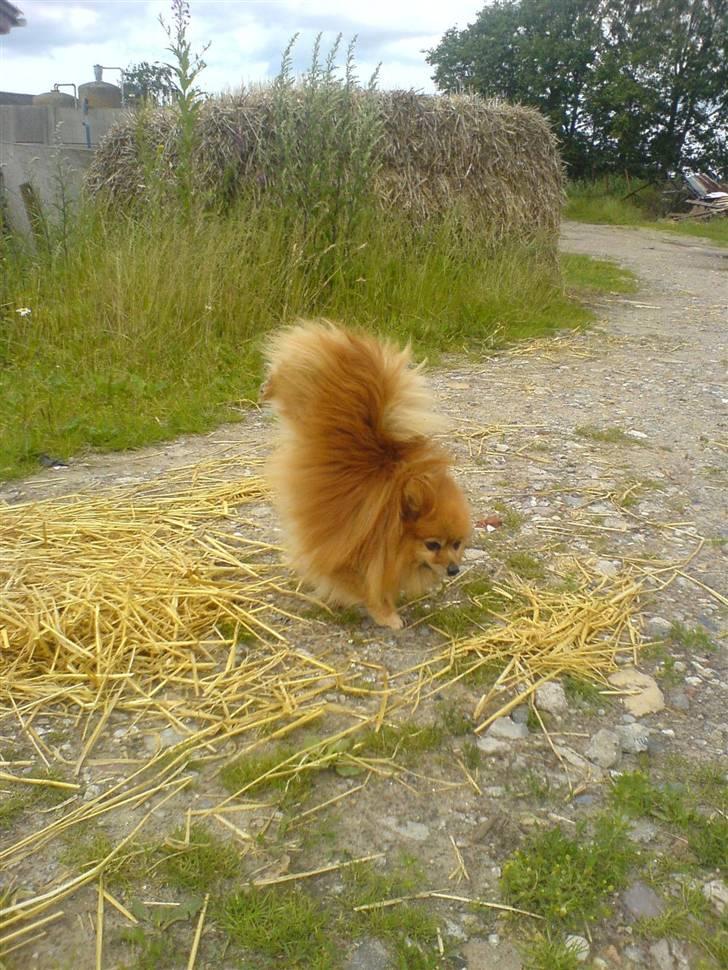 Pomeranian mikkel billede 9