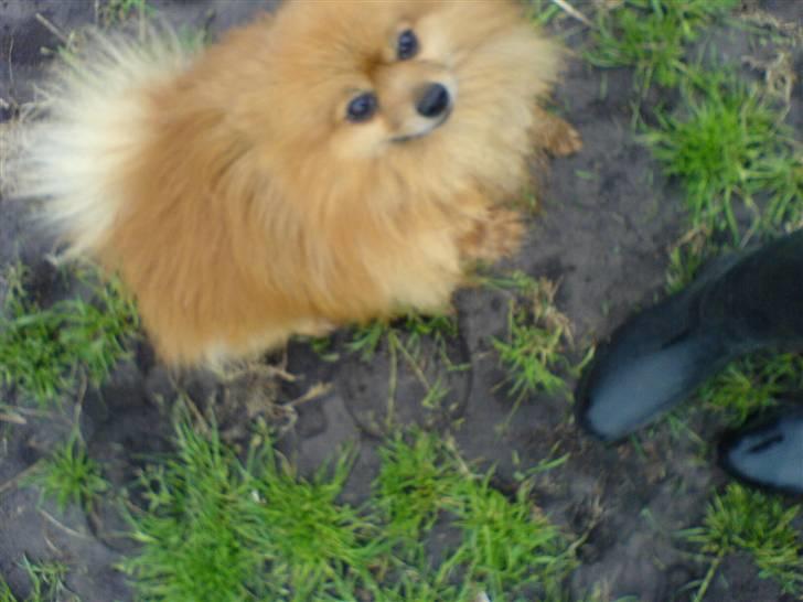 Pomeranian mikkel billede 10