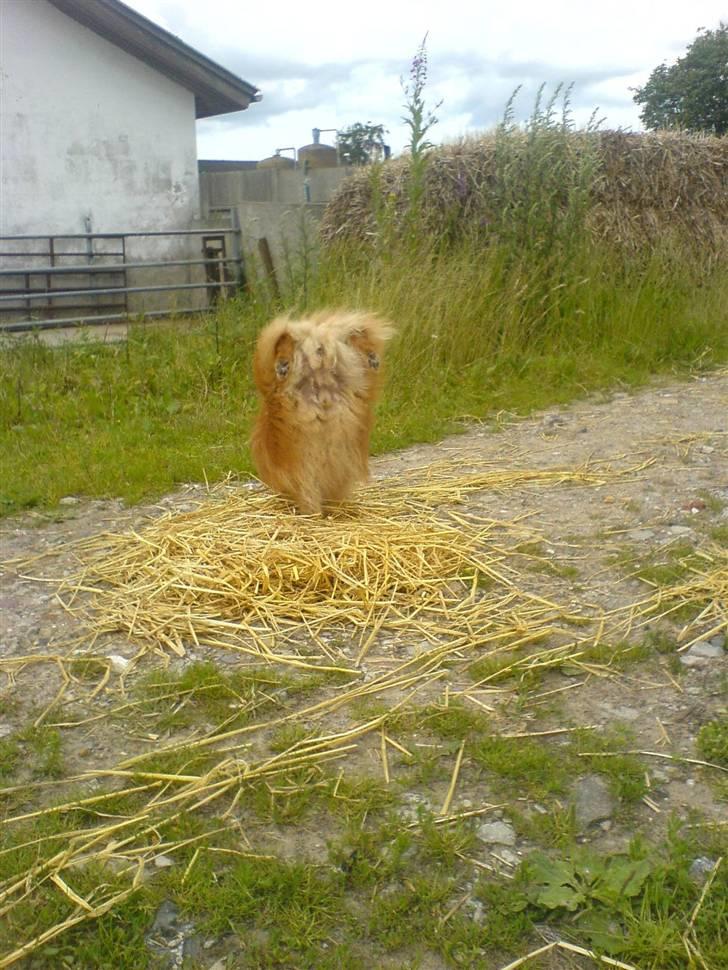 Pomeranian mikkel billede 11