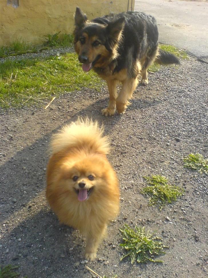 Pomeranian mikkel billede 12