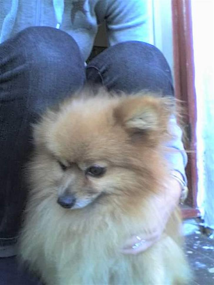 Pomeranian mikkel billede 13