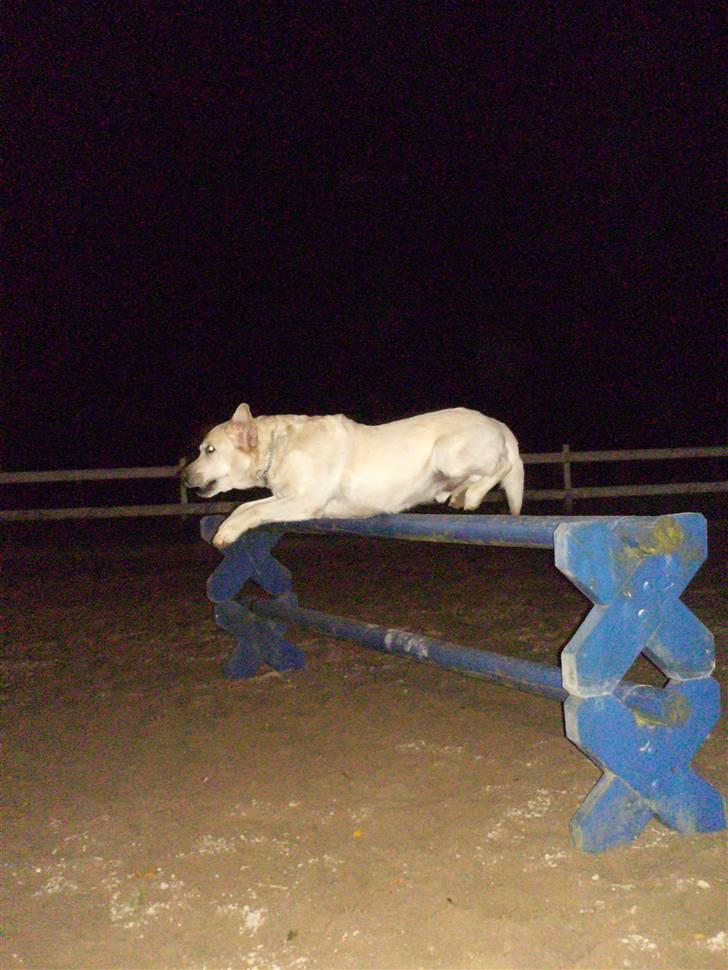 Labrador retriever Ludvig R.I.P billede 16