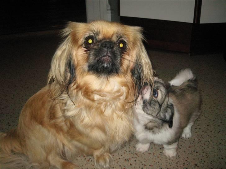 Pekingeser SPIRIT billede 18