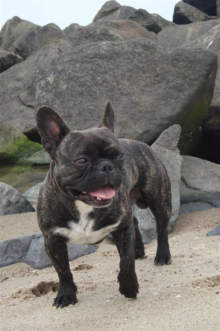 Fransk bulldog Joey billede 16