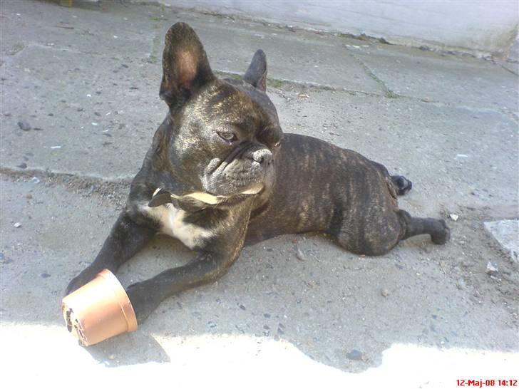 Fransk bulldog Joey - D. 12-05-08 Nyder sommer solen..:) billede 17