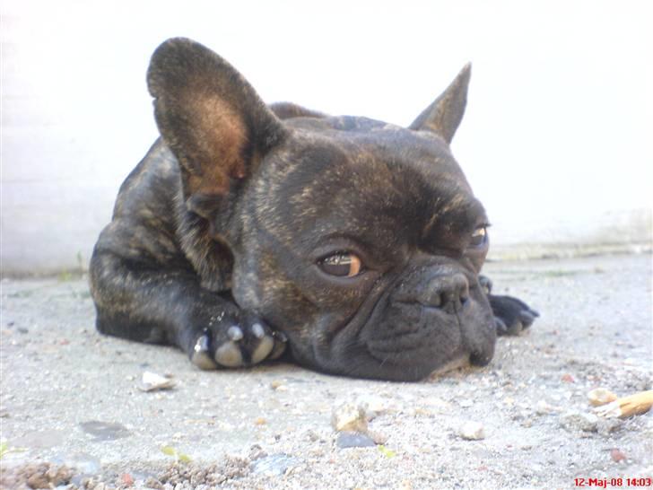 Fransk bulldog Joey billede 18
