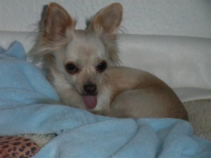 Chihuahua Micki aka Mimi - Puhaaaaa lille Micki rækker du tunge af din mor;o) billede 36
