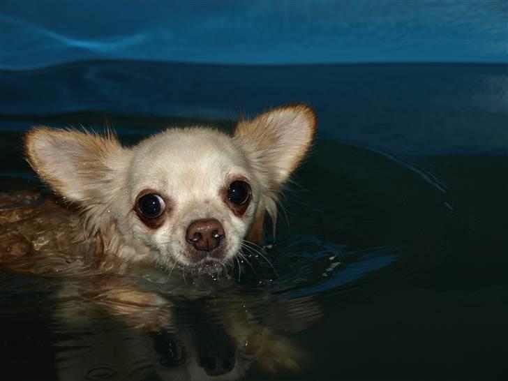 Chihuahua Micki aka Mimi - Micki elsker at svømme, og svømmer rigtig stærkt... billede 39