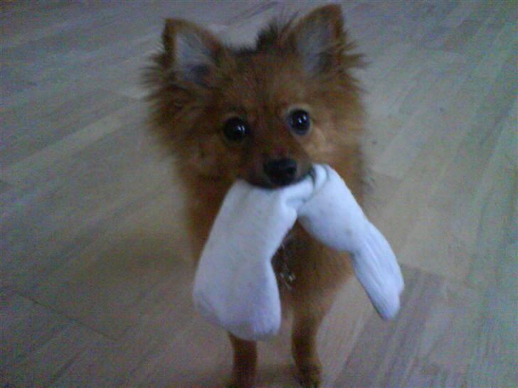 Pomeranian Frk. Smilla - Verdens bedste legetøj, synes Smilla billede 5
