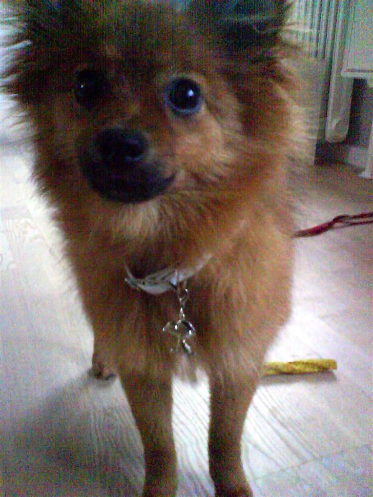 Pomeranian Frk. Smilla - Nyt Snoopy-halsbånd billede 6