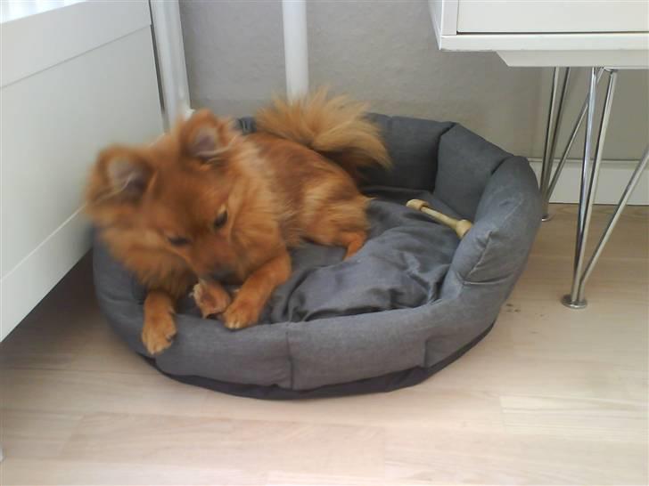 Pomeranian Frk. Smilla - I en af mine mange kurve :-P billede 7