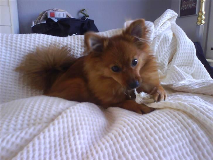 Pomeranian Frk. Smilla - Og man får også lov at hygge i sengen billede 8