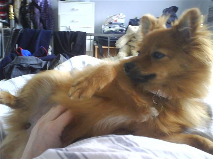 Pomeranian Frk. Smilla - det er godt at blive kløet på maven billede 9