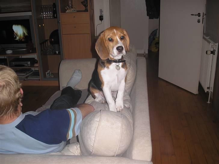Beagle oscar billede 6