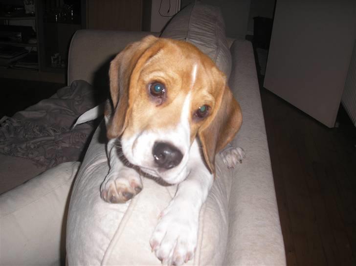 Beagle oscar billede 7