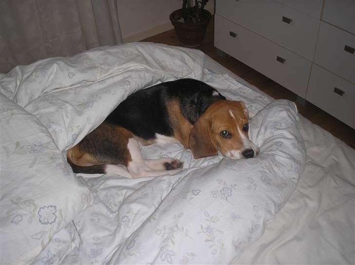 Beagle oscar billede 10