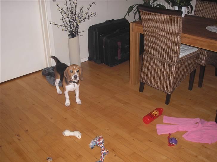 Beagle oscar billede 11