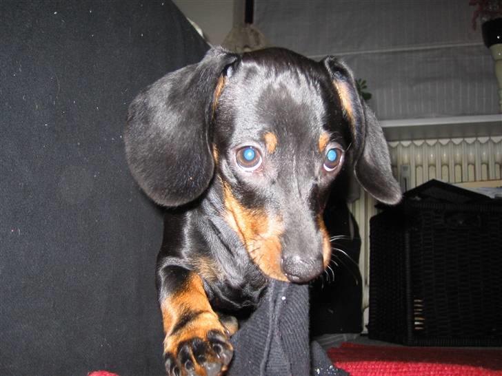 Dværggravhund Sørøver Sally - Man har vist lidt dårlig samvittighed over at spise mors strømper billede 1