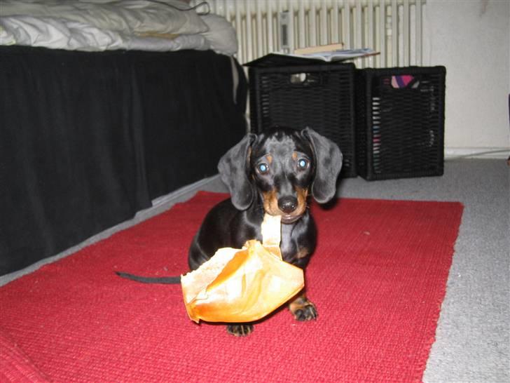 Dværggravhund Sørøver Sally - Ja, Sally foretrækker altså de voksnes kødben - Vi satser stort! billede 2