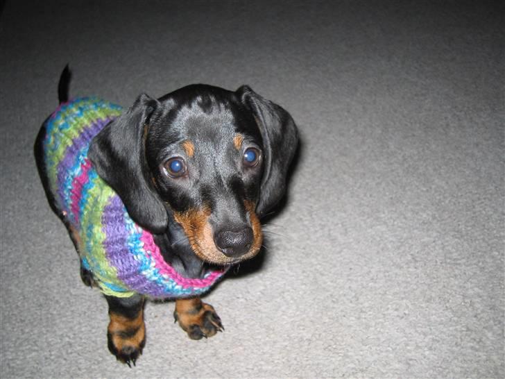 Dværggravhund Sørøver Sally - Sally i farverig rullekrave sweater. Når man er skaldet på maven, så fryser man udenfor! billede 3