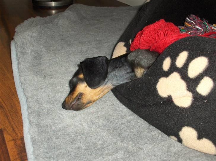 Dværggravhund Sørøver Sally - Når først hun sover, så er der ingen grænser for hvordan hun kan bukke og bøje sin krop. billede 4