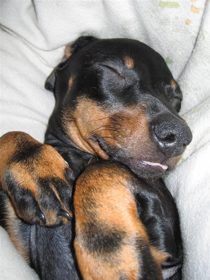 Dværggravhund Sørøver Sally - Man sover godt i mors skød! billede 5