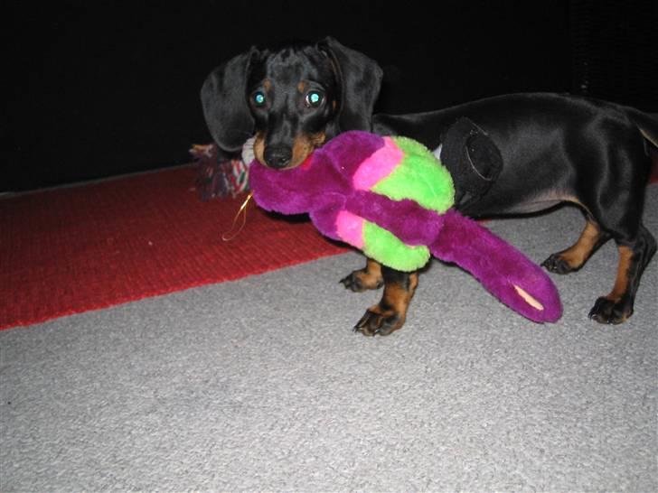 Dværggravhund Sørøver Sally - Yndlingslegetøj! billede 6