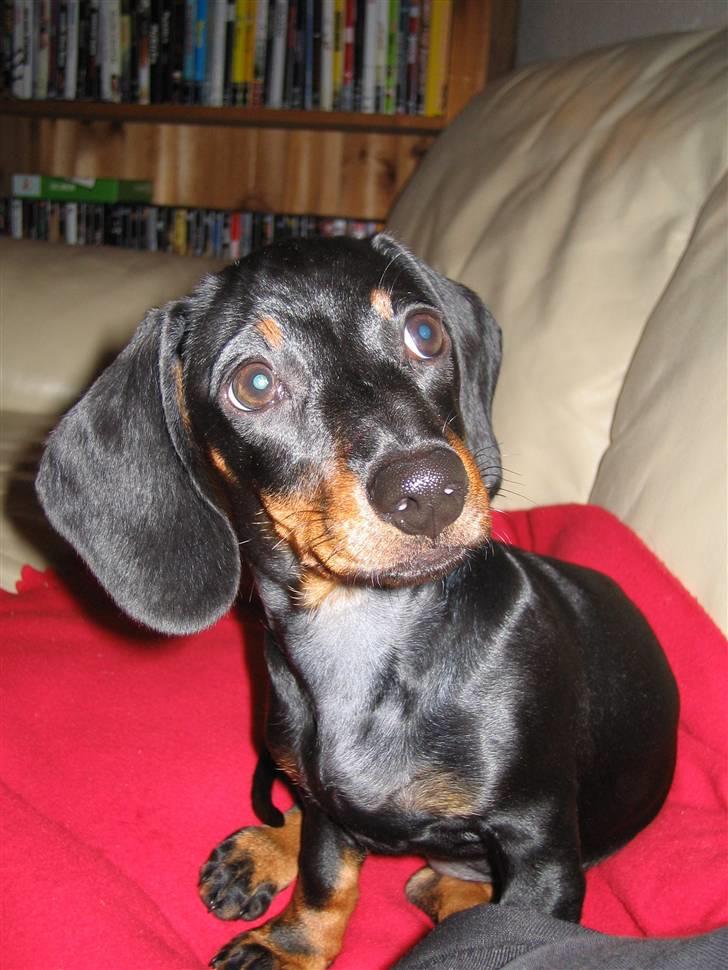 Dværggravhund Sørøver Sally - Hundeøjne! billede 7