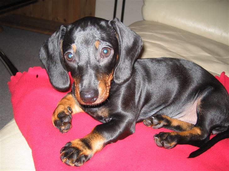 Dværggravhund Sørøver Sally - Hundeøjne! billede 8