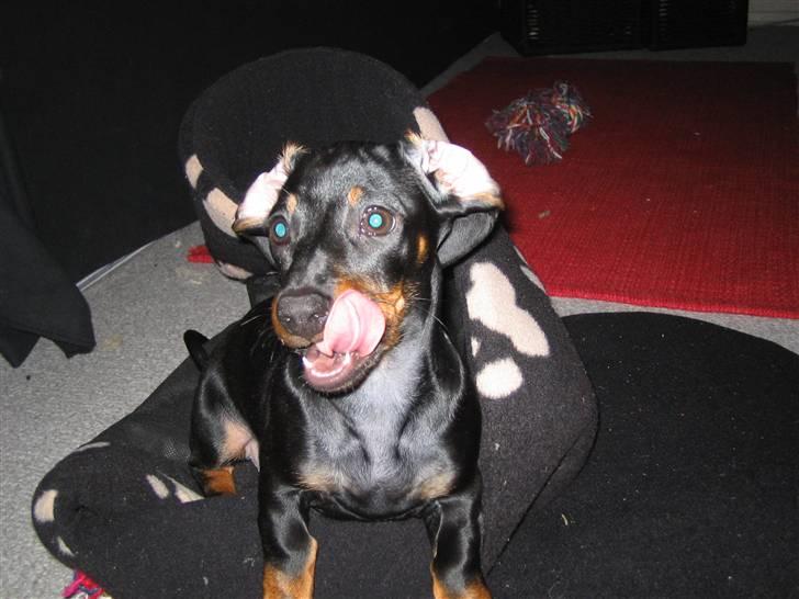 Dværggravhund Sørøver Sally - Vild leg billede 9