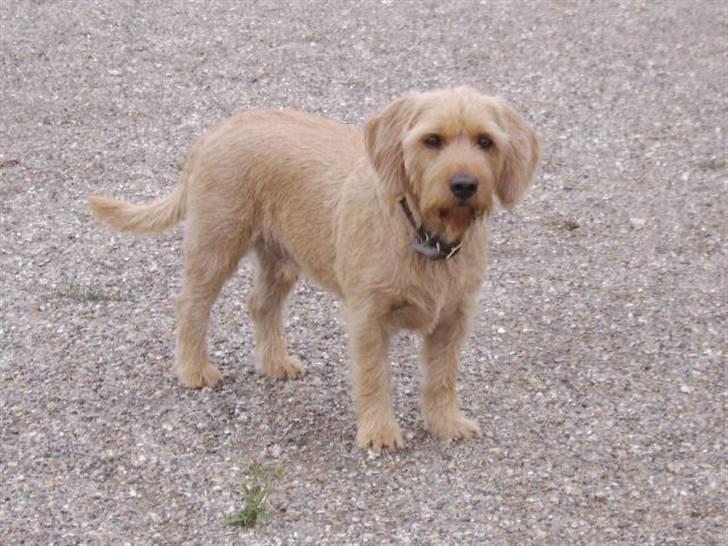 Basset fauve de bretagne baloo - Kan man andet end at elske mig??? billede 17