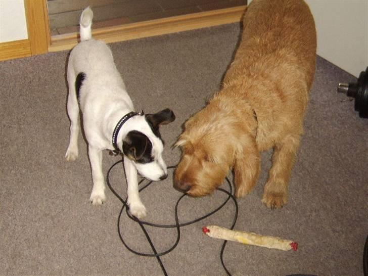 Basset fauve de bretagne baloo - Ta det hvis du tør;-) billede 18