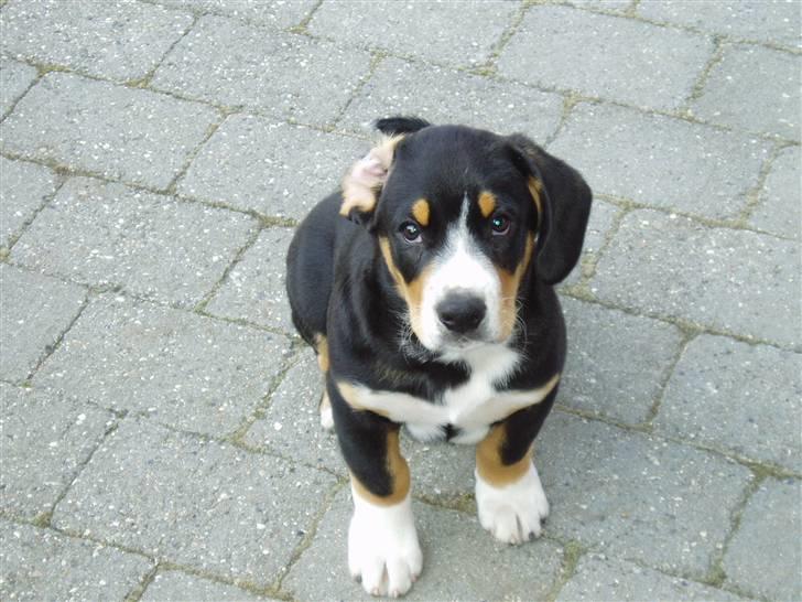 Entlebucher sennenhund Ludvig  - Har du noget mad... ellers gider jeg ikke sidde så pænt! billede 13