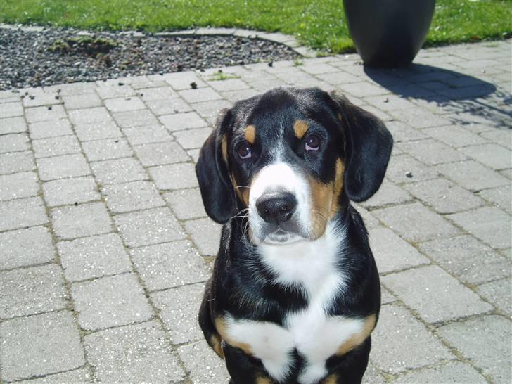 Entlebucher sennenhund Ludvig  - Får man ikke noget for at sitte så pænt?! billede 15