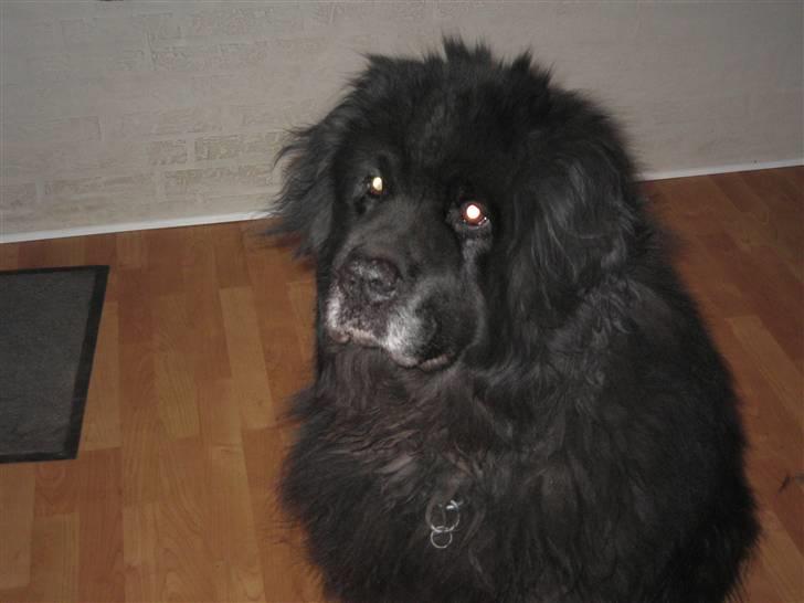 Newfoundlænder Cæsar Aflivet 30. juli 09 billede 1