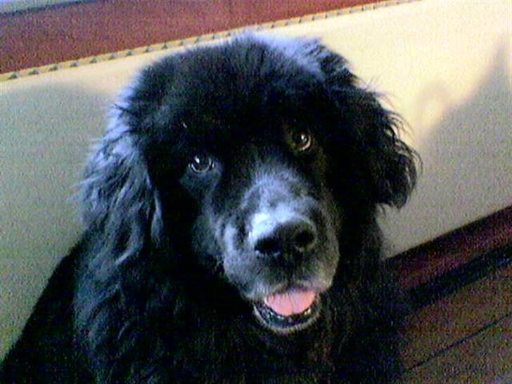 Newfoundlænder Cæsar Aflivet 30. juli 09 billede 2