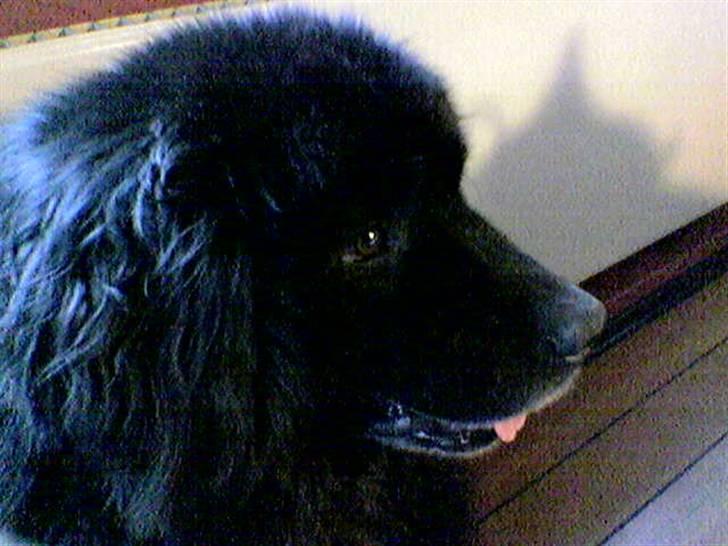 Newfoundlænder Cæsar Aflivet 30. juli 09 billede 3