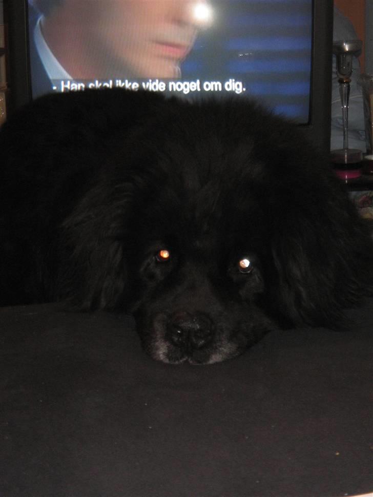 Newfoundlænder Cæsar Aflivet 30. juli 09 billede 4