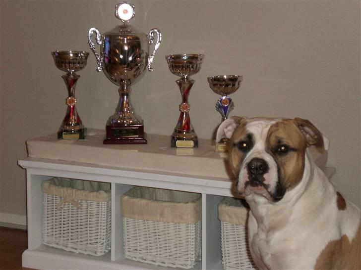 Amerikansk bulldog Cairo (R.I.P) - Cairo nåede lige og blive best pup in show 2 dage før han døde af en blodansamling ved hjertet...   R.I.P Cairo  du vil altid være i vores tanker.. billede 16